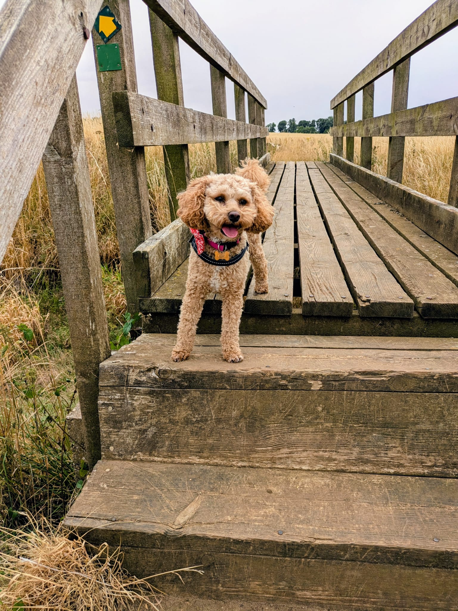 Dog walking adventure