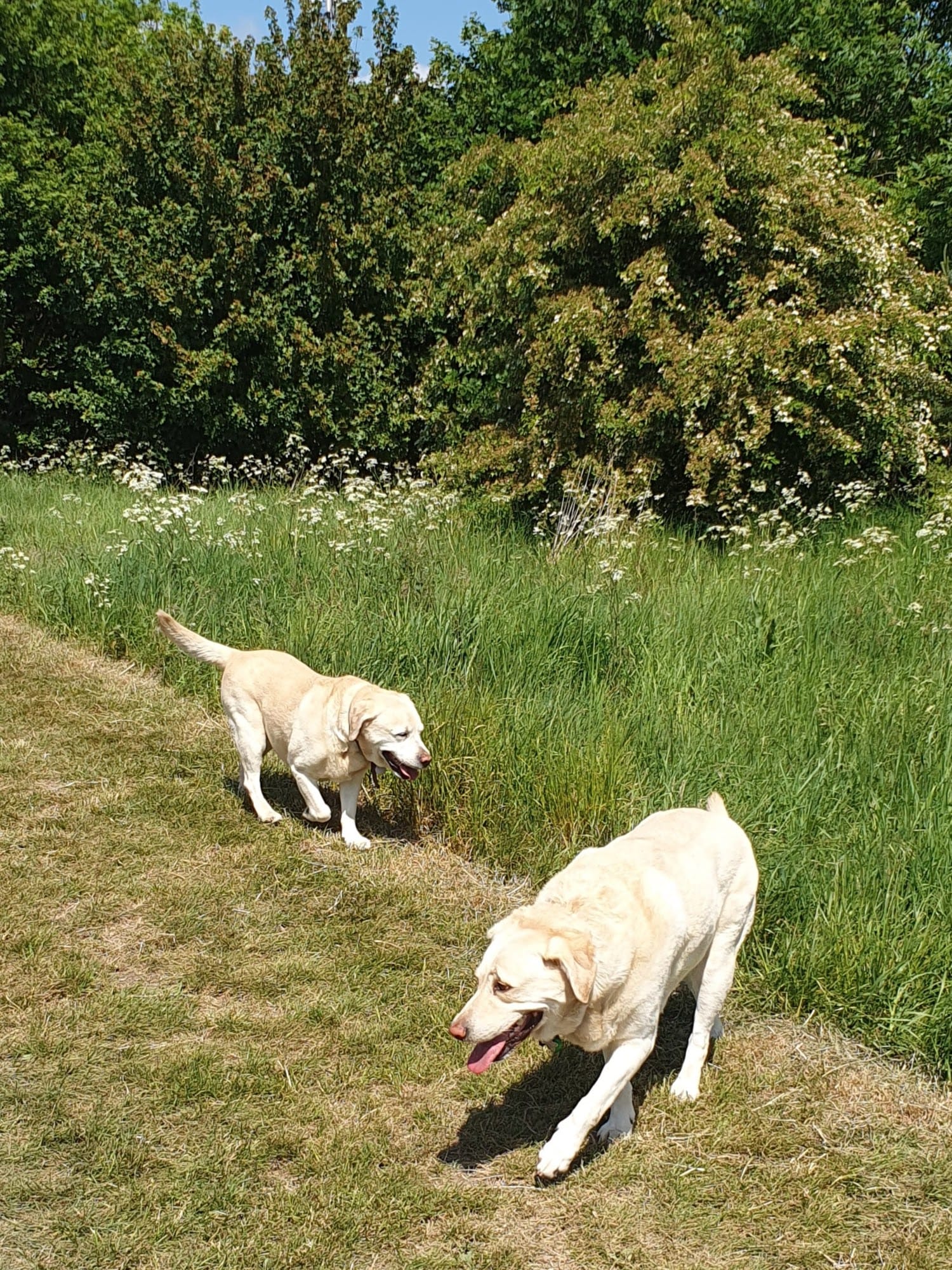 Professional pet care