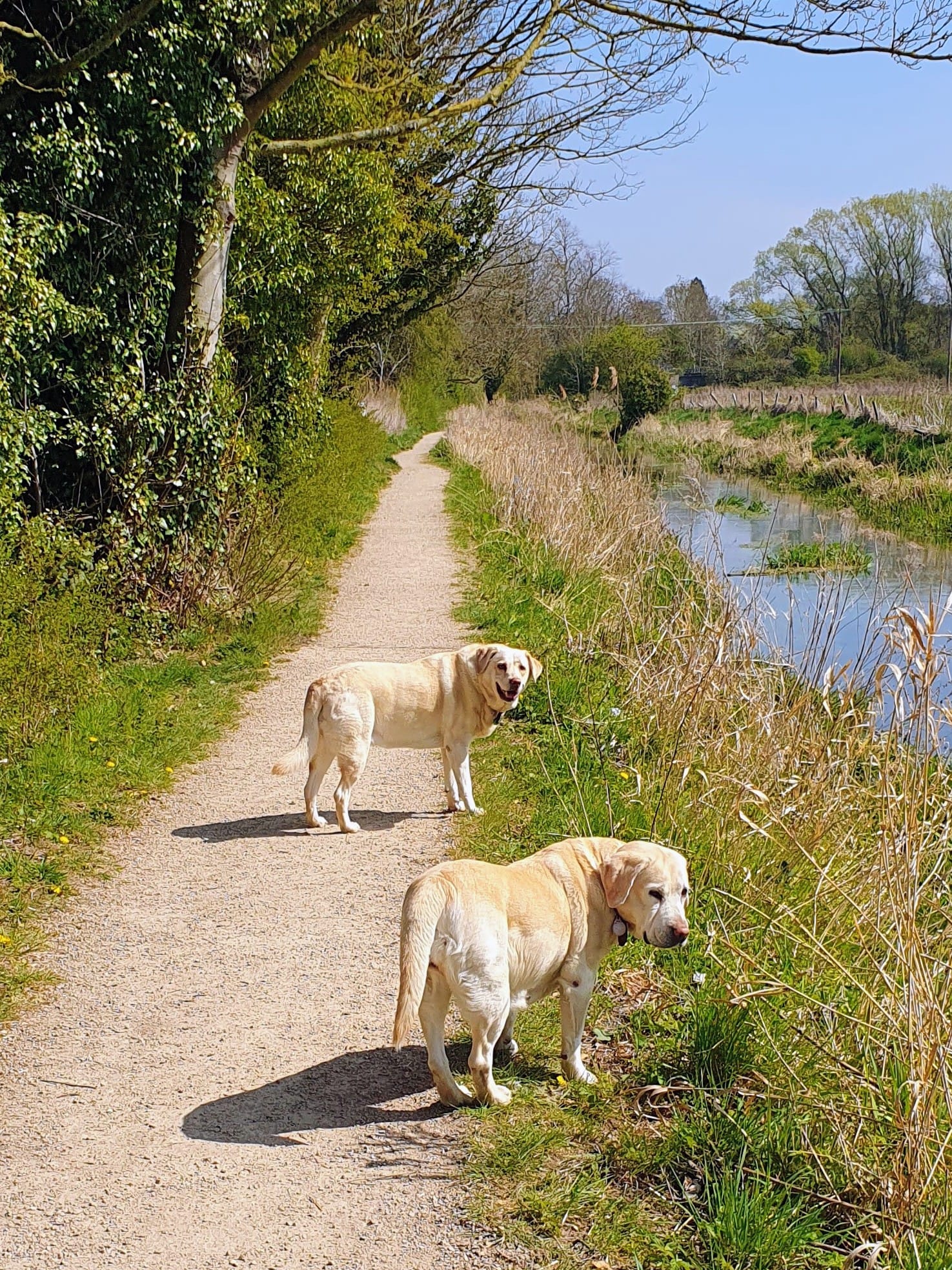 Happy dog on walk
