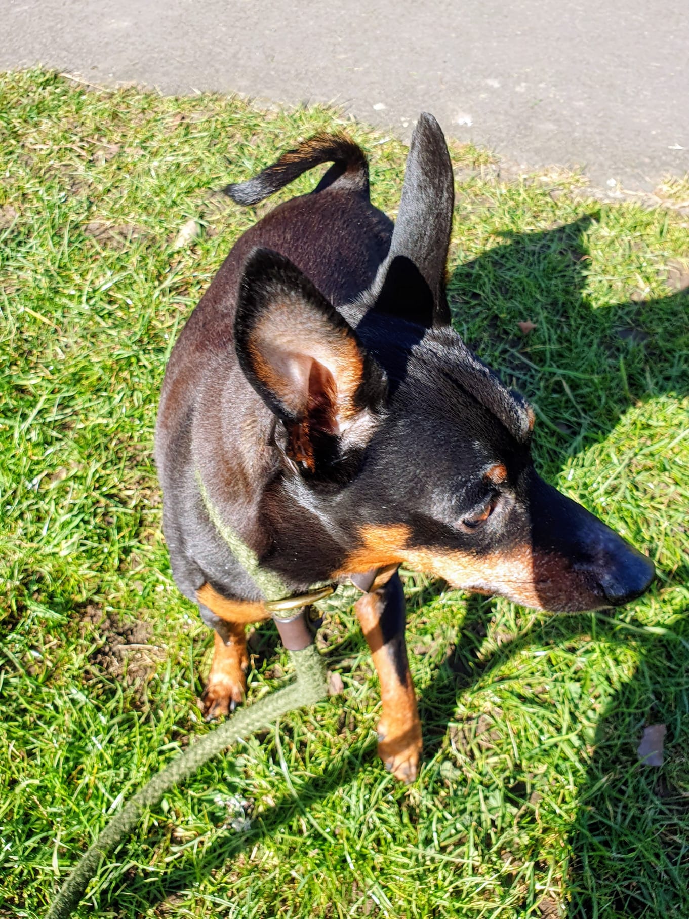 Dog walking adventure