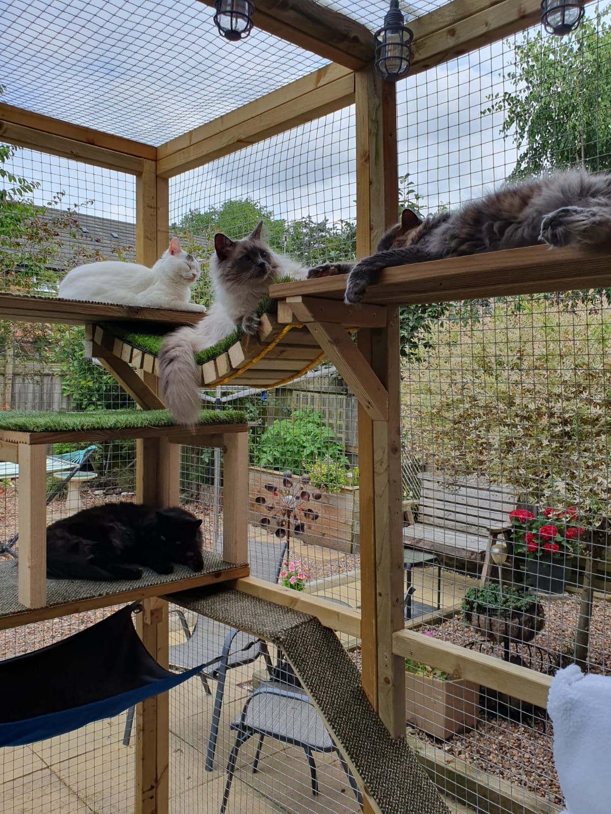 Professional pet care