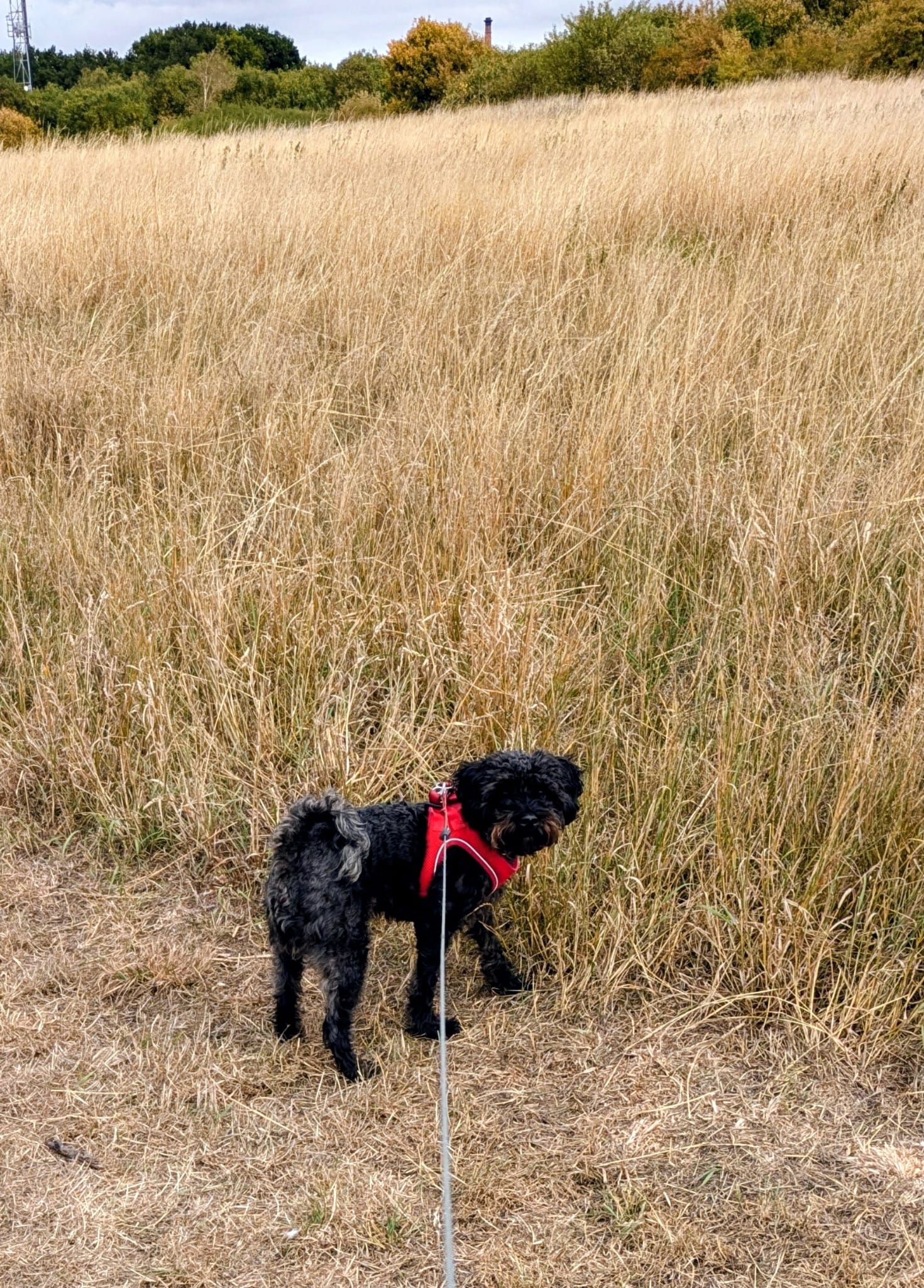 Dog walking adventure