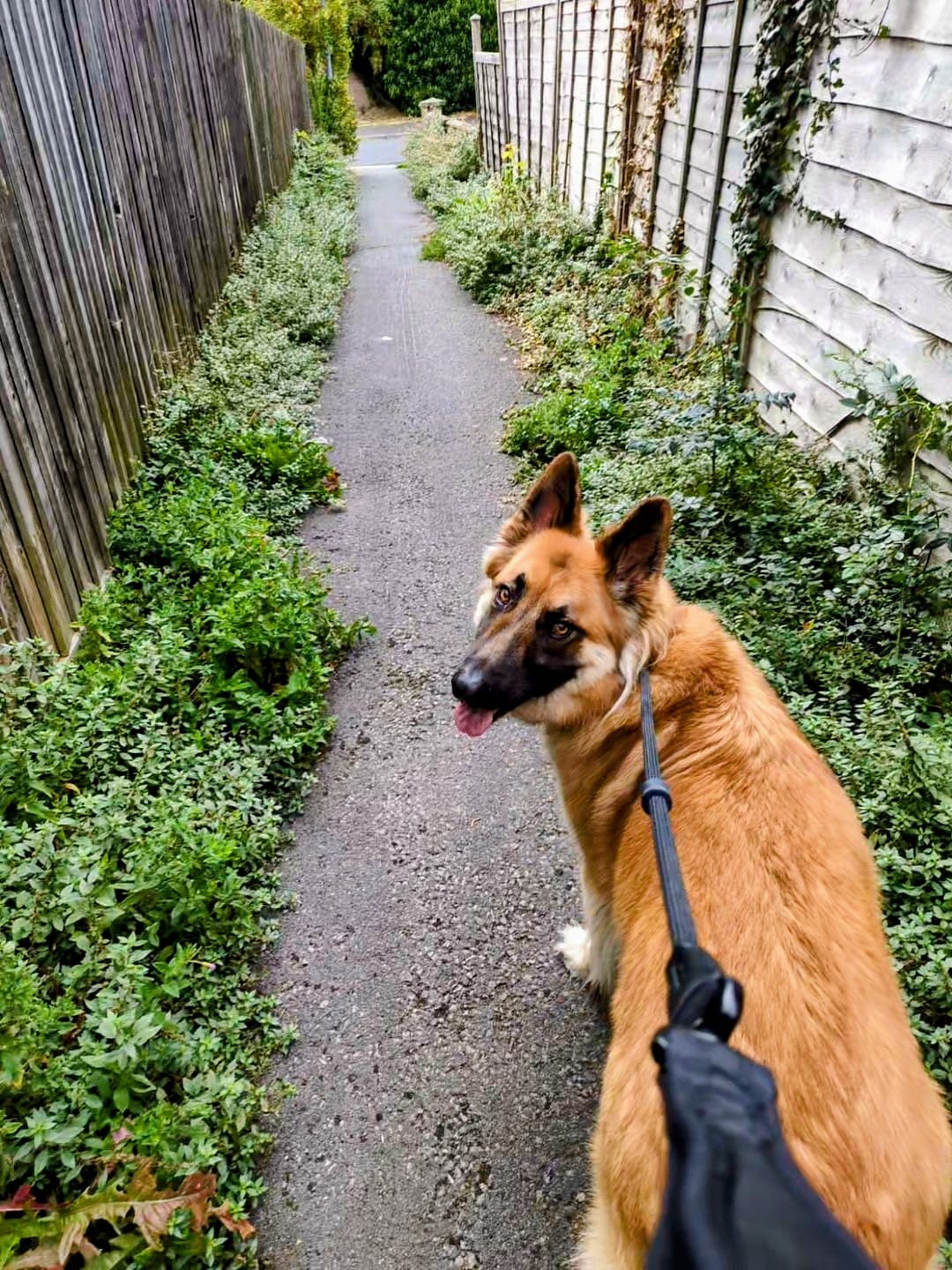 Professional pet care